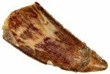 Serrated Raptor Tooth - Real Dinosaur Tooth #298136-1